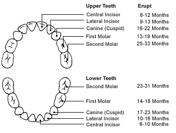 1 Year Old Teeth Chart